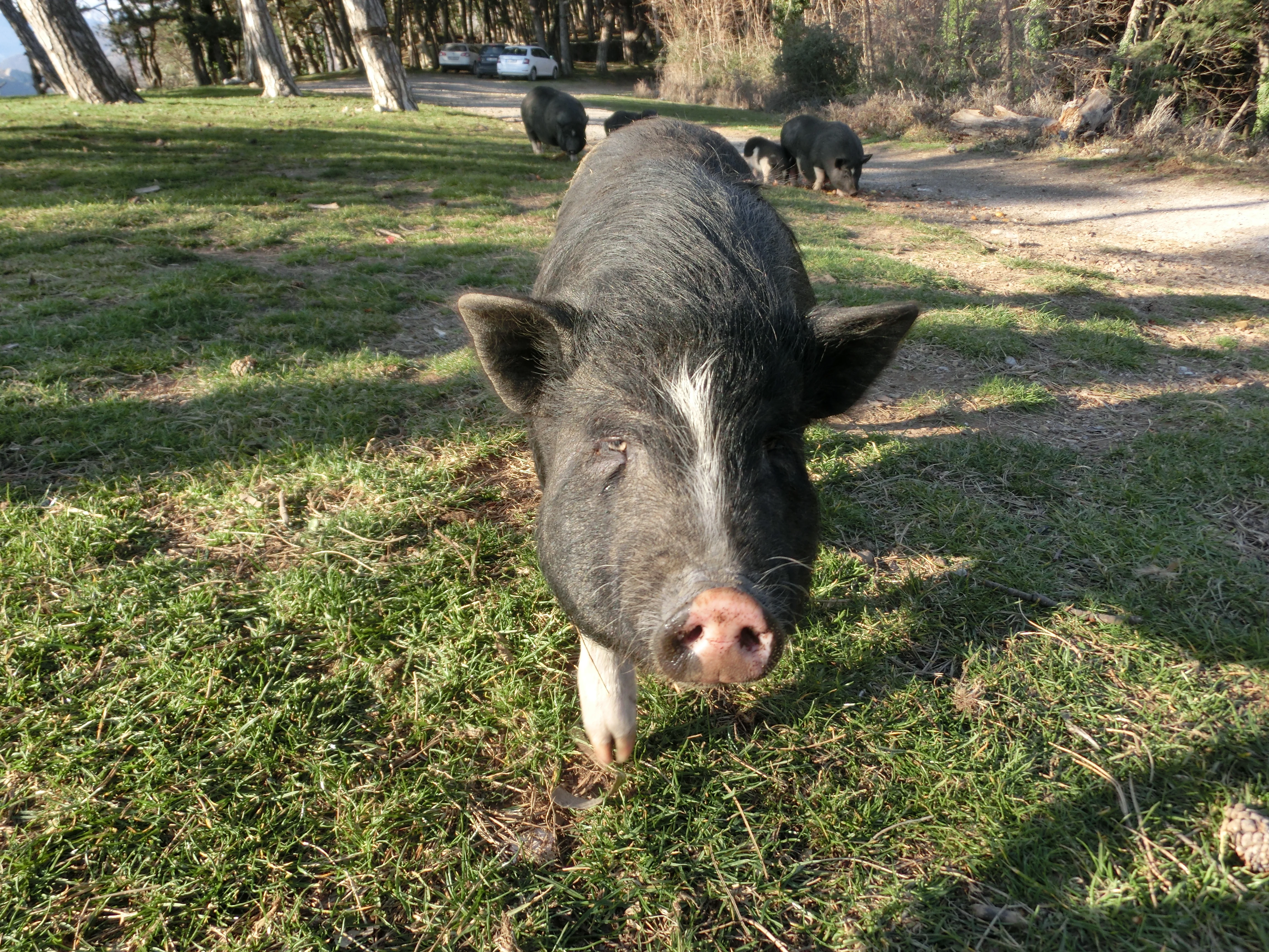 Vietnamese Pig - Vrmac - Kotor Bay
